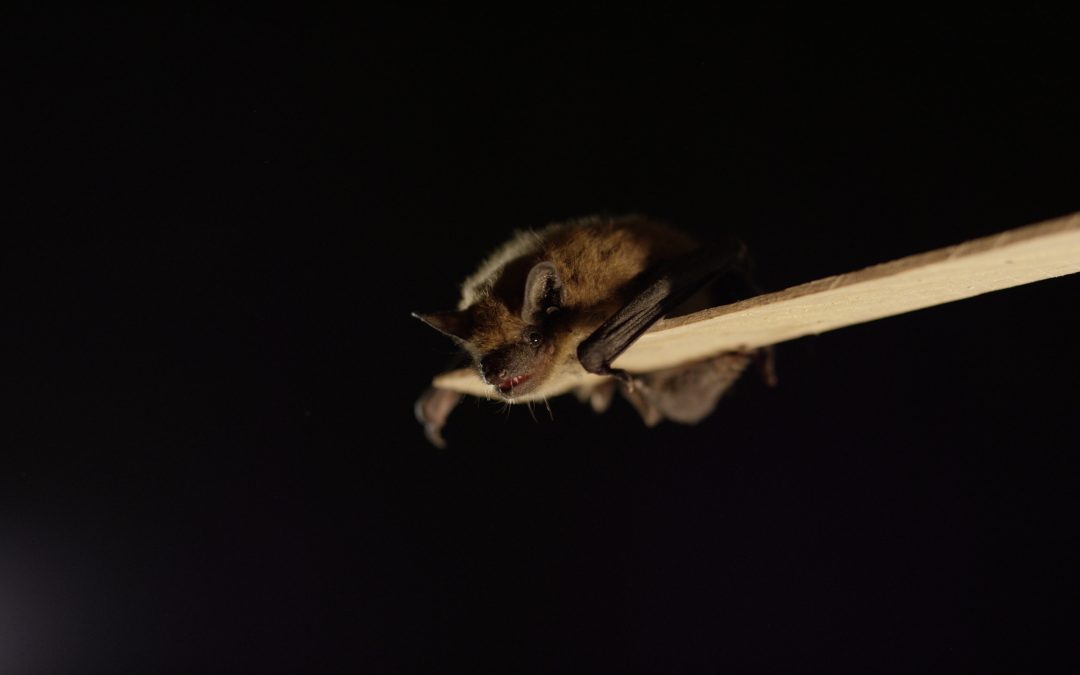 Why Bat & Bird Removal Matters for Charleston Homes & Businesses